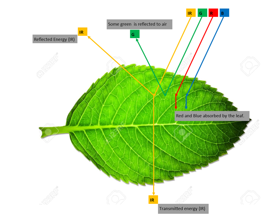 Digram of a leaf shows the reflectance of light on different bands.